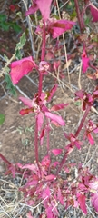 Chenopodiastrum murale