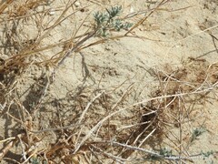 Malcolmia littorea