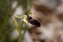 Ophrys sphegodes epirotica