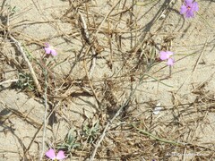 Malcolmia littorea