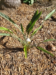 Agave angustifolia