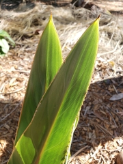 Agave angustifolia