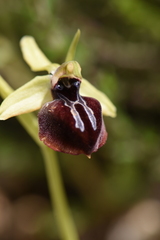 Ophrys sphegodes epirotica