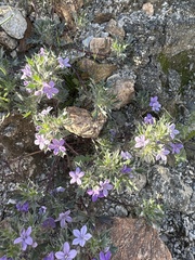 Langloisia setosissima setosissima