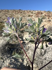 Langloisia setosissima setosissima