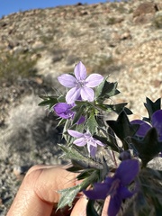 Langloisia setosissima setosissima
