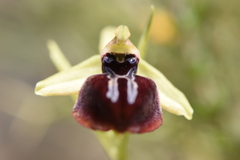 Ophrys sphegodes epirotica