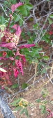 Chenopodiastrum murale