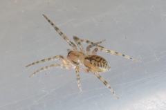 Trachelidae
