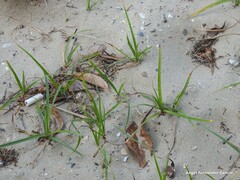 Carex arenaria