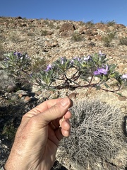 Langloisia setosissima setosissima