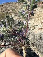 Langloisia setosissima setosissima