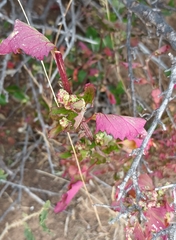 Chenopodiastrum murale