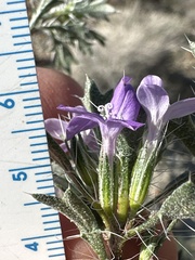 Langloisia setosissima setosissima