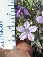 Langloisia setosissima setosissima