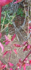 Chenopodiastrum murale