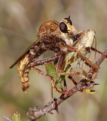 Asilus crabroniformis
