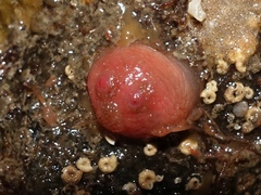 Dendrodoa grossularia