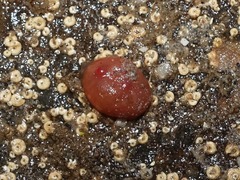 Dendrodoa grossularia