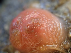 Dendrodoa grossularia