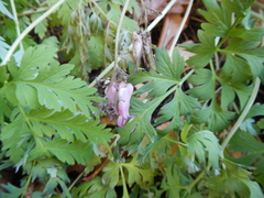Dicentra eximia