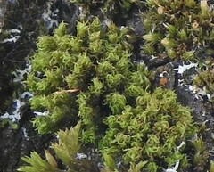 Tortella squarrosa