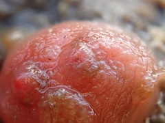 Dendrodoa grossularia