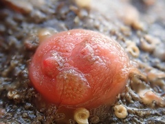 Dendrodoa grossularia