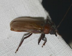 Agrianome spinicollis