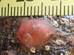 Dendrodoa grossularia