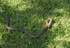 Cubophis cantherigerus
