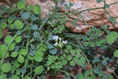 Sarcocapnos enneaphylla