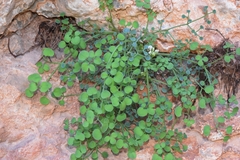 Sarcocapnos enneaphylla