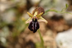Ophrys sphegodes epirotica