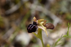 Ophrys sphegodes epirotica