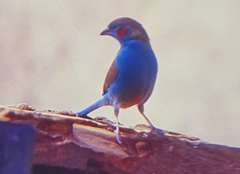 Uraeginthus bengalus