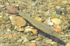 Dicentrarchus labrax