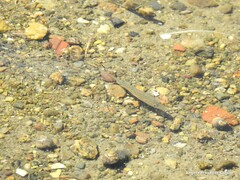 Dicentrarchus labrax