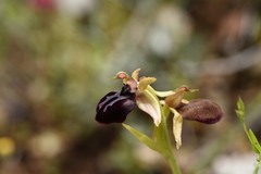 Ophrys sphegodes epirotica