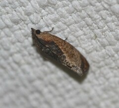 Cryptophlebia ombrodelta