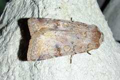 Cerastis faceta