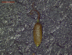 Cyperus fugax