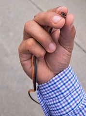 Coniophanes imperialis