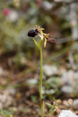 Ophrys sphegodes epirotica