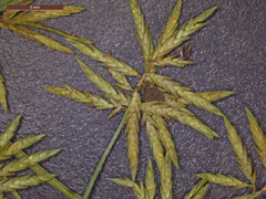 Cyperus fugax