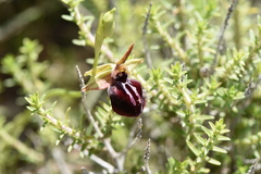 Ophrys sphegodes epirotica