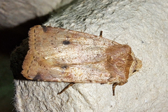 Cerastis faceta