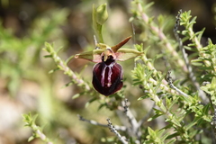 Ophrys sphegodes epirotica