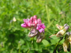Lathyrus niger