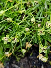 Sagina procumbens
